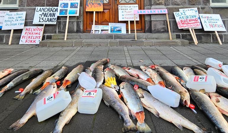 Proteste di fronte al palazzo del parlamento a Reykjavik, in Islanda. Foto di Jón Kaldal/Icelandic wildlife fund