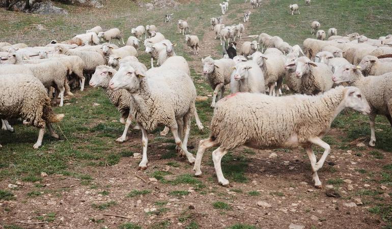 Abruzzo, pecore al pascolo (foto di Marco Panzarella)
