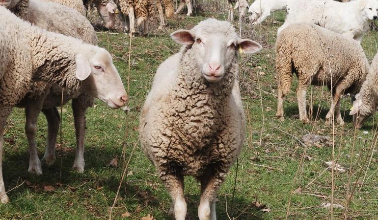 Un pascolo ad Anversa degli Abruzzi. Foto di M. Panzarella