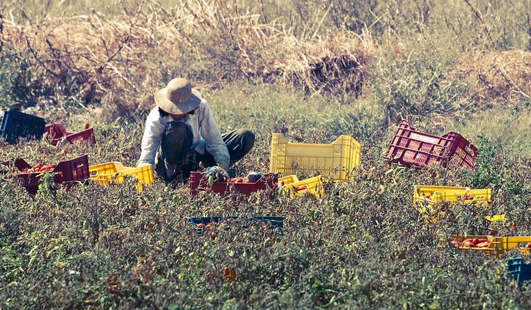 La raccolta dei pomodori in Puglia (Foto di Michele Cannone/Flickr)