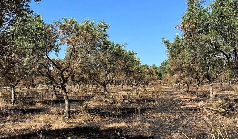 Alcuni degli alberi nell'uliveto incendiato l'11 luglio in località Baronello, frazione di Castellace, nel Comune di Oppido Mamertina