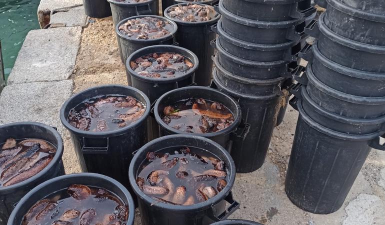 Una soluzione sostenibile per le oloturie nel Mediterraneo