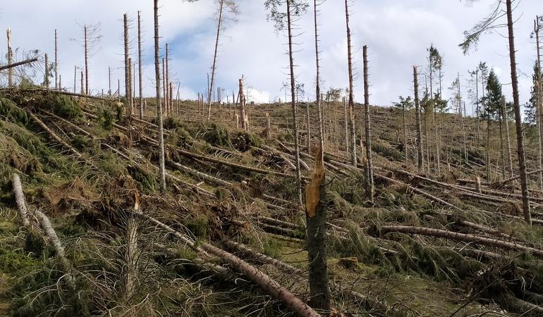 I danni causati dalla tempesta Vaia nell'ottobre 2018