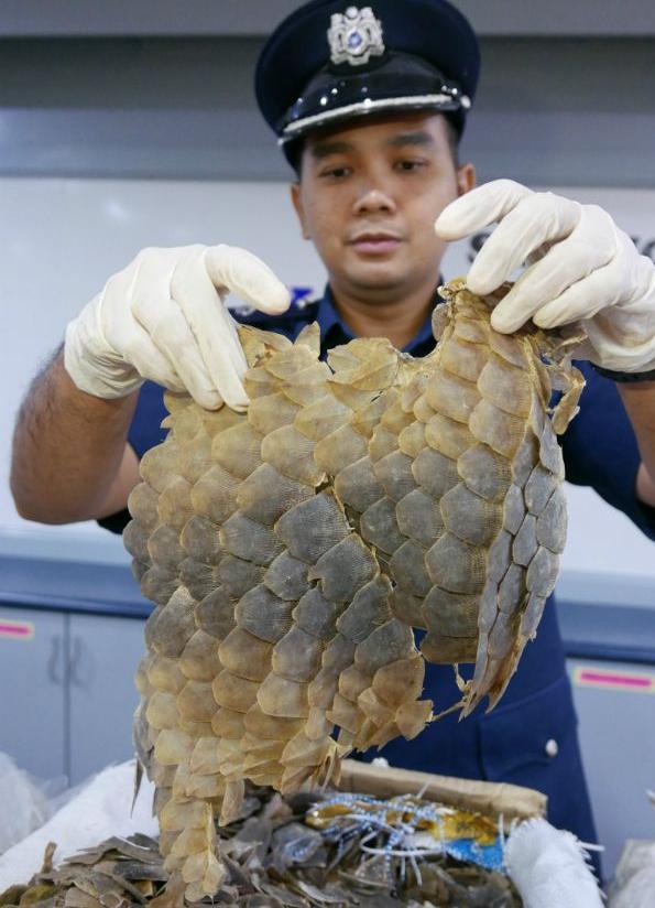 Squame sequestrate in Malesia (© E. John - Traffic)