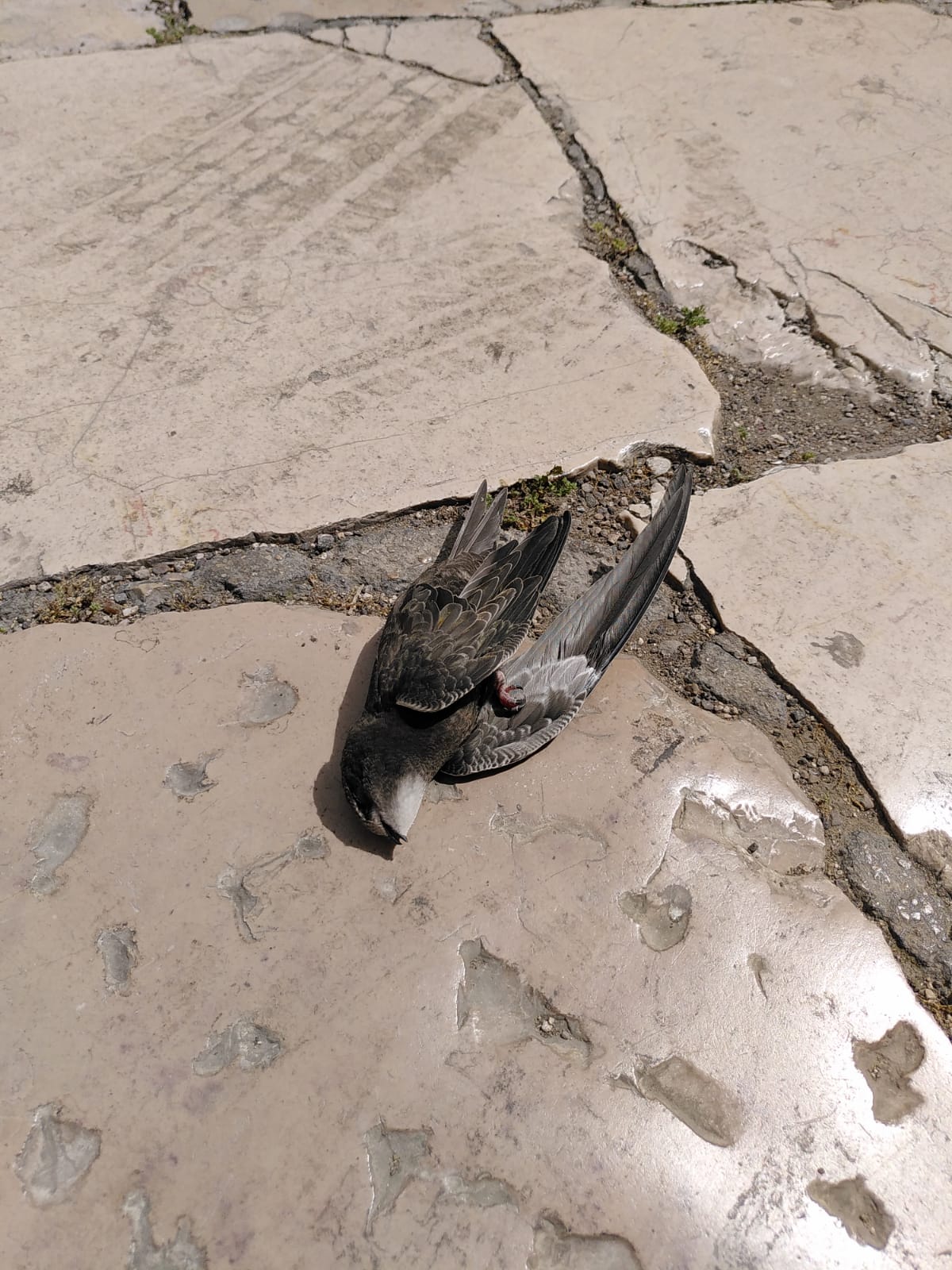 Un rondone morto a San Severo per il caldo