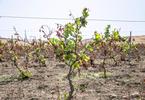 Salemi (Tp), 6 luglio 2024. Vigneti secchi e ormai bruciati dal sole